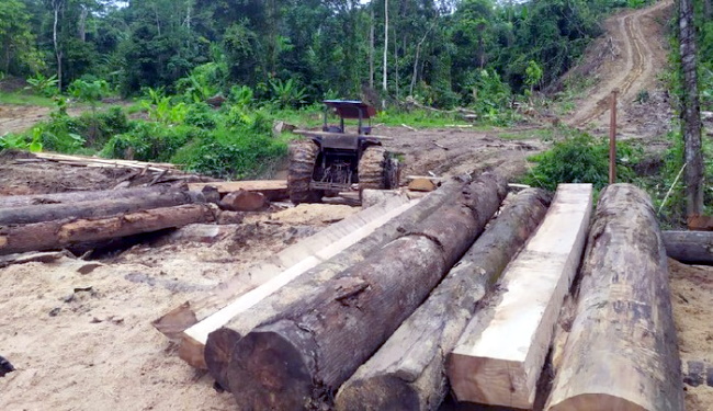 Pembalakan Kayu di Kab. Simalungun Sumatera utara Kian Marak