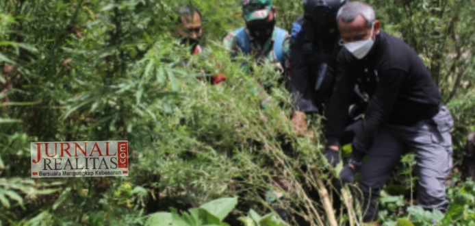 Polri Gagalkan Peredaran 529 Kg Ganja, dan Musnahkan 7 Hektare Ladang Narkoba di Aceh